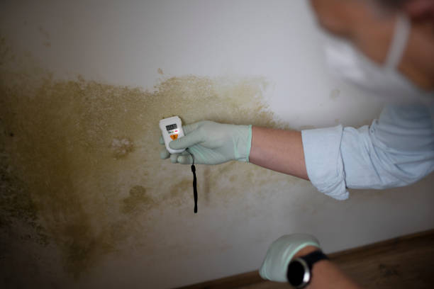 Trusted Oreland, PA Mold Remediation Experts